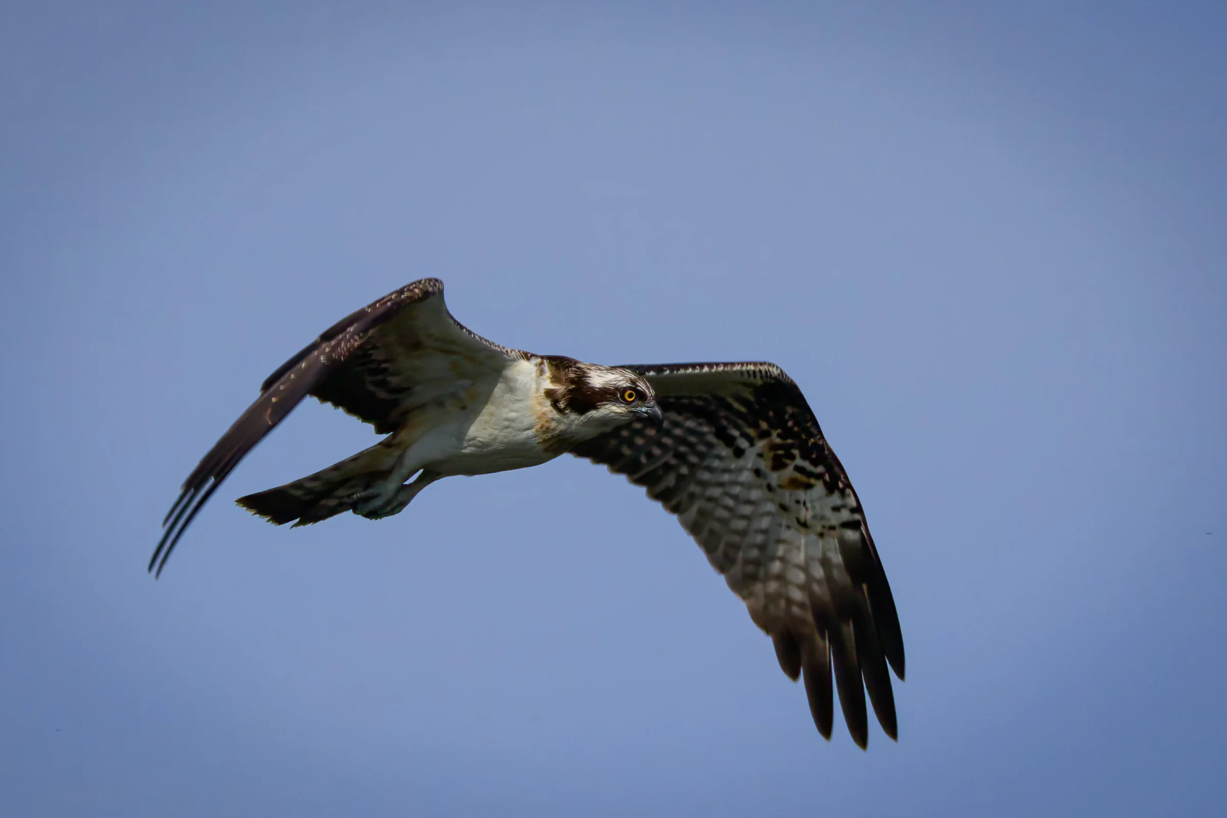Balbuzard pêcheur en vol.