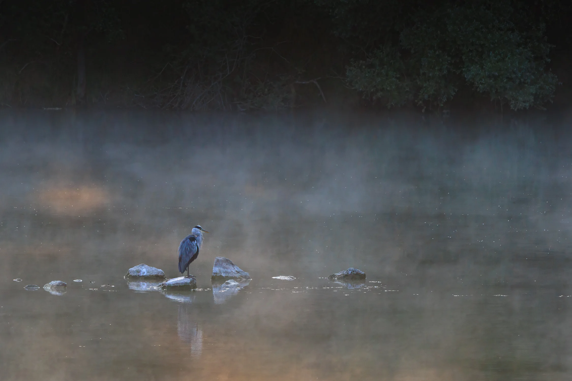 Brume du matin sur l’étang.