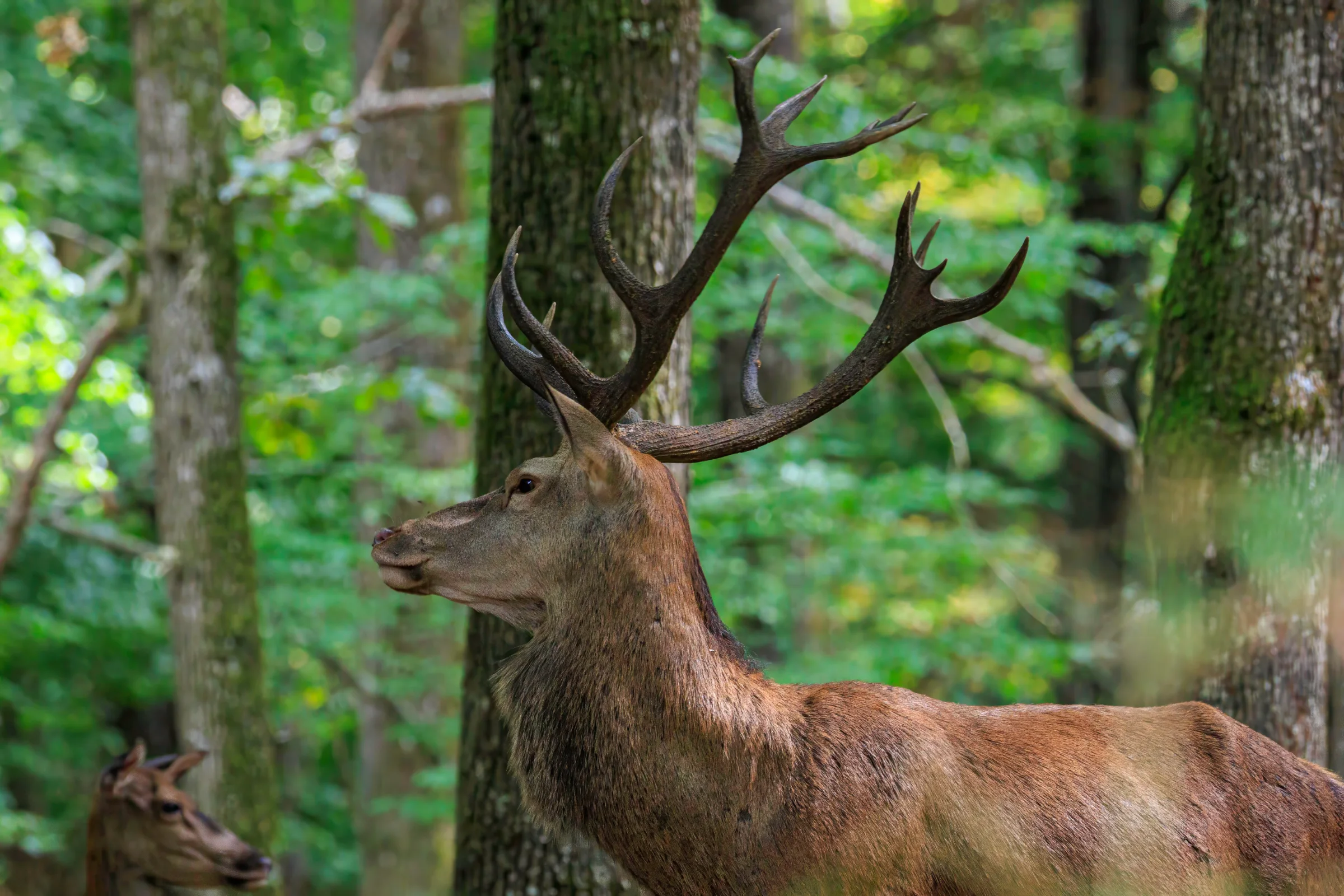 Un cerf entre les troncs.